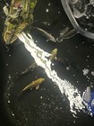 Koi Fish Pond With All Accessories Included  Pump Filter Air Bubblers Decor Etc