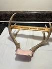6 Point Whitetail Deer Antler Rack Skull Cap Taxidermy Mount Free Shiping