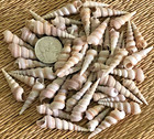 50  Small Purple Turretella Sea Shells-  1 2 Cup - Great For Crafting