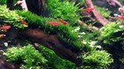2 Cup Live Aquarium Plant Java Moss Fish Shrimp Buy 2 Get 1 Free Pest Free