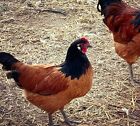 Vorwerk Hatching Eggs  12   purebred   Npip