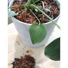 100  Natural Pine Bark Mulch Nuggets For Indoor outdoor Container Garden