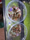 Ramshorn Snails Assorted  15  Pack  Live Freshwater Algae Eaters Aquariums