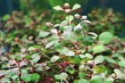 Bunch Ludwigia Super Red Live Aquarium Plant Red Plant Freshwater 