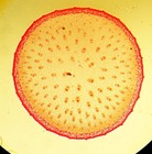 4 Antique Microscope Slides   Botany By Abraham Flatters