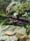 20 Ramshorn Snails Live Aquarium Snail    Tank Grown    Algae Eaters    Fish