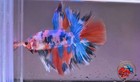 Premium Live Betta Fish - Koi Nemo Halfmoon Male - Fast Usa Shipping