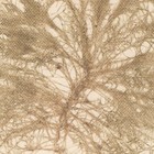 Antique 1833 Scottish Dried Sea Algae Herbarium 33 Bryopsis Plumosa