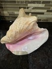 Large Pink Conch Shell Seashell Beach House Decor Large 8   x6   x5   nautical