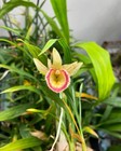 Catasandra Carbon Copy  galeandra X Catasetum  Nbs Plants