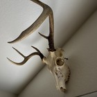 Fully Whitened Six Point Deer Skull