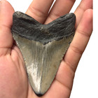 Authentic Megalodon Shark Teeth Fossils 9   10cm     Large Prehistoric