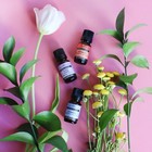 100  Pure Natural Essential Oils By Plantlife - Top Aromatherapy Collection
