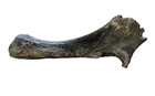 Museum-quality Woolly Rhinoceros Leg Bone Fossil     Fully Intact Ice Age Specimen