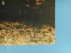 Original German Dawn Of The Dead  zombie  Lobby Card  4 Soldiers Militia