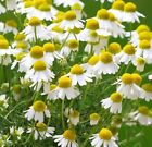 3000  German Chamomile Seeds Herb Medicinal Fragrant Groundcover Annual Usa