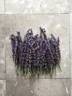 Usa California Organic Natural Air Dried Lavender 50  Flowers