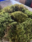 Live Sheet Moss     Terrarium  Vivarium Reptile Tank  Fairy Garden Craft Moss 1lb 