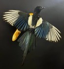 Taxidermy Magpie  pica Pica bird real Wall Mount  3 Stuffed Magpie souvenir Bird