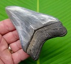 4 04     Megalodon Shark Tooth - Real Fossil - Sc River Find - No Restorations