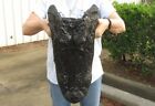20  Alligator Head From A 13 Foot Louisiana Gator Taxidermy Swamp Wars Authentic