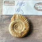 Whole Polished White Ammonite Fossil