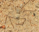 One  1  Live Assassin Sand Spider  homalonychus Selenopoides 