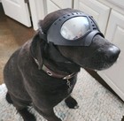 Dog Goggles In Case  For Wind Control To Prevent Damage To Dog s Eyes  Med lrg