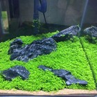  aquarium Plant Seeds Fish Tank Aquatic Water Grass Foreground Easy Plants 5g