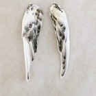 Parakeet Bird Wings Craft Oddity Curiosity Display Taxidermy Decor Gift Natura