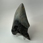 Megalodon Shark Tooth 5 50 Inch - Huge - Amazing Fossil - Authentic Teeth 20196