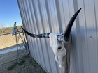 Steer Skull 3 Feet Wide Horns Bull Horn Mounted Cow Head