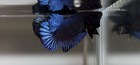Betta Super Plakat Fighter  41      vip      