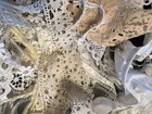 Vintage Neutral Lace Trim Bulk Lot Sewing Craft Snippet Roll Doll Clothes