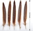  24pcs Female Ringneck Pheasant Tails Female Pheasant Feather-12-14inch