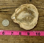 Huge    devils Toenail  Beautiful  Texas Fossil Bivalve Oysters Gryphaea 