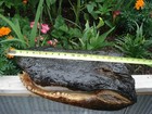 Authentic 22  Alligator Head Gator  16 Lbs  Swamp Monster  Read 
