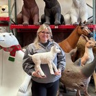 Standing Baby Goat Small Table Top Statue Farm Decor Resin Animal Prop Display