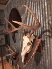 European Deer Skull Mount Wall   Table Pedestal Plaque Rustic Barnwood Arrowhead