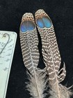 Malayan Peacock Pheasant Double Eye Tail Feathers  101