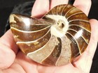 Big Very Rare  100  Natural Polished Cretaceous Era Nautilus Fossil 284gr
