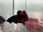 Vampire Hmpk Live Betta Fish Male Halfmoon Plakat Usa Ship  22