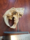 Sabre Tooth Tiger High Precision Skull Replica And Stand 1 2 Size