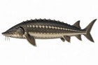 Sturgeon Fish Sticker Fishing Decal Car Bumper Cooler Tackle Box Kayak Boat