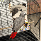9  Bird Mirror With Rope Perch  Bird Swing  Parrot Cage Toys For Parakeet Africa