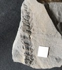 Rare Carboniferous Fossil Plant Big Calamite Cone Calamostachys Tuberculata  