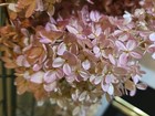 Dried Hydrangea Stems Flowers Antique Patina Pink Beige  Peegee  16 Flowers