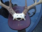 Big Whitetail Deer Mount Horns Ten Point Ohio Buck With Placque Man Cave Decor 