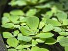 Dwarf Water Lettuce - Live Aquatic Pond Fish Tank Shrimp Tank Floating Plant