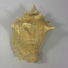 Queen Conch Seashell Spiral Large Tan pink white 9    Natural Beach House Decor